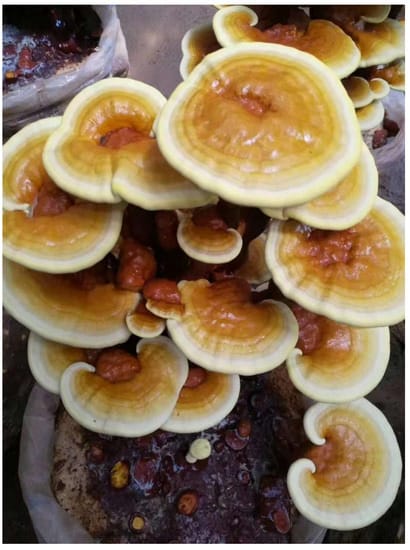 Ganoderma Mushroom
