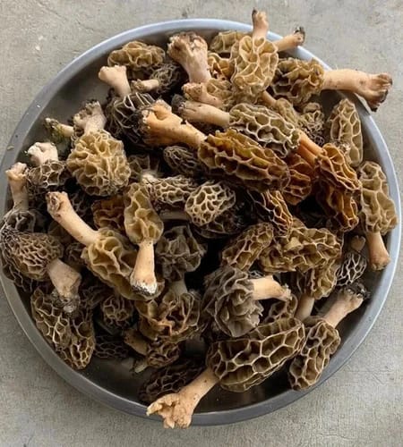 Gucchi Mushroom
