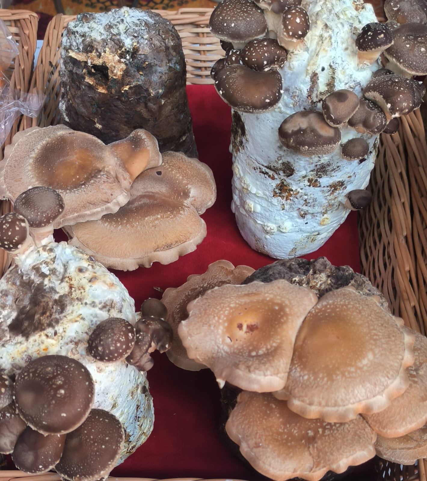 Shiitake Mushroom